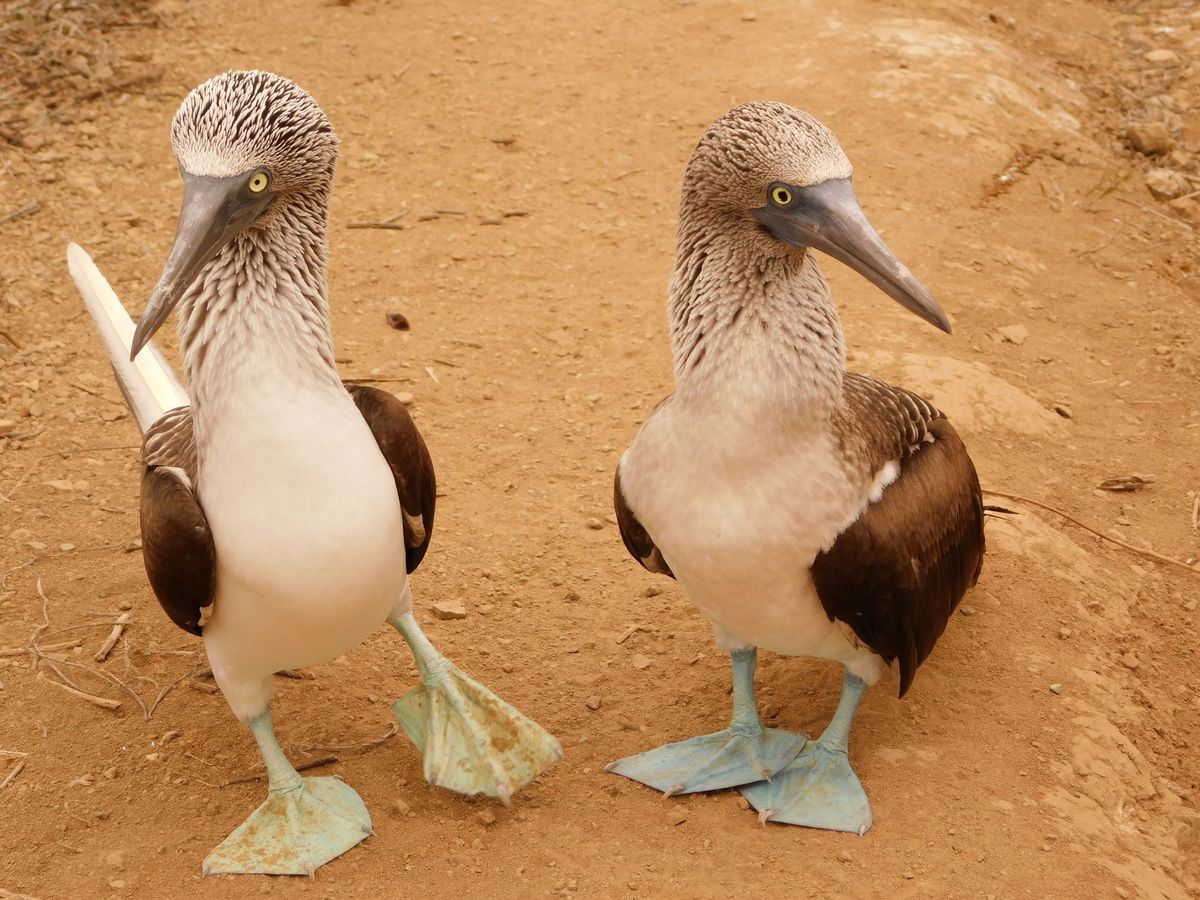 Kéklábú Boobie, Isla de la Plata