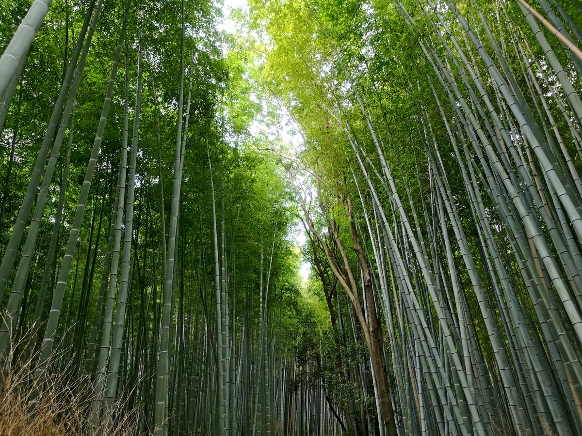 Kyoto Bamboo fotest